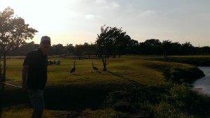 Duck family